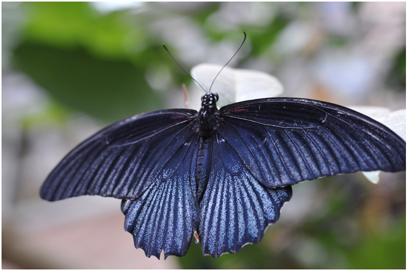 Schmetterling