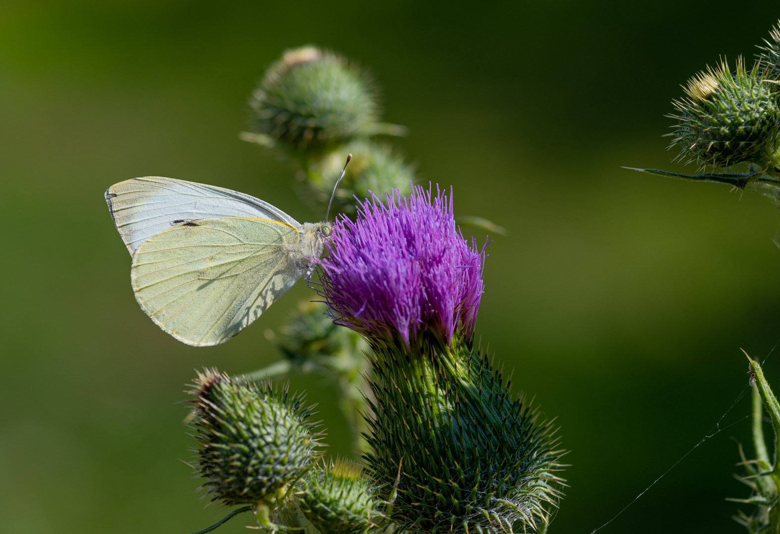 Schmetterling