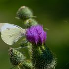 Schmetterling