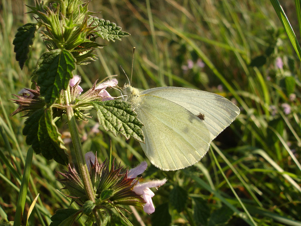 Schmetterling