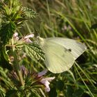 Schmetterling