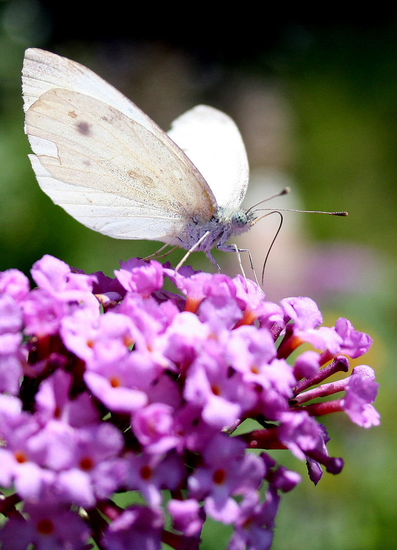 Schmetterling