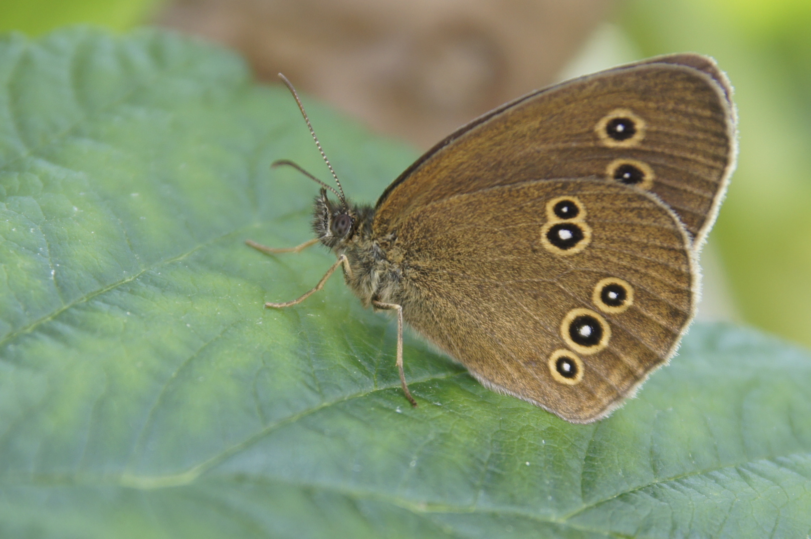 Schmetterling