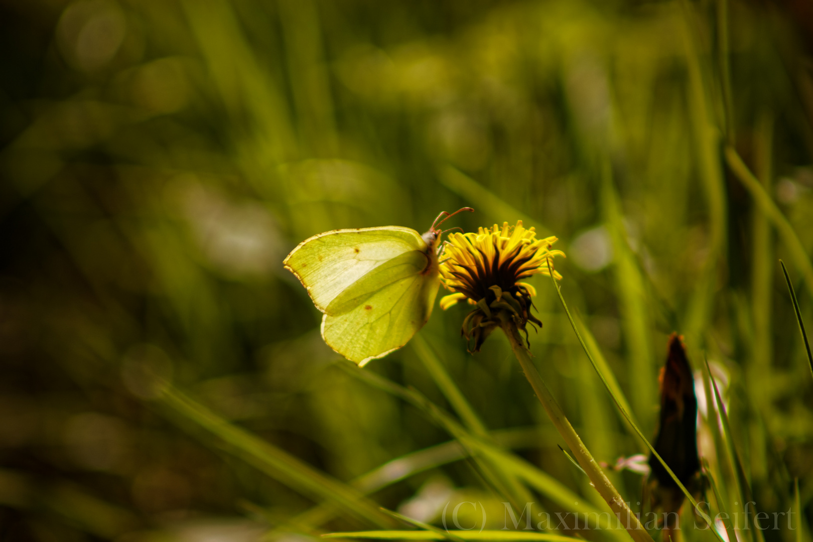 Schmetterling