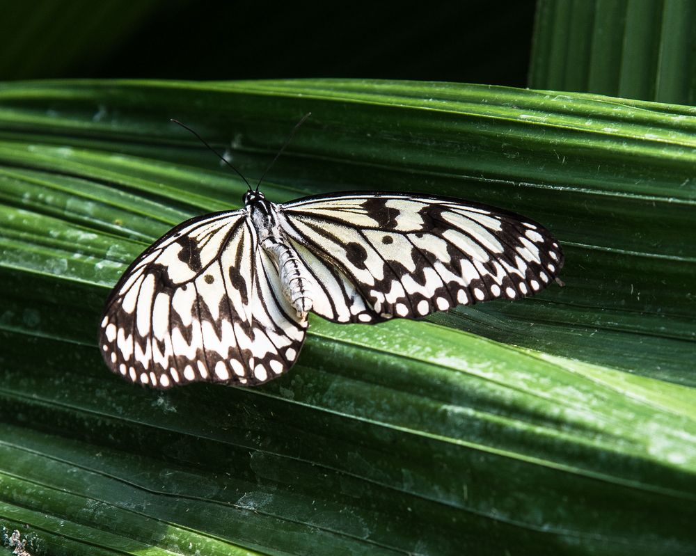 Schmetterling