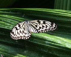 Schmetterling