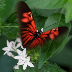 Schmetterling