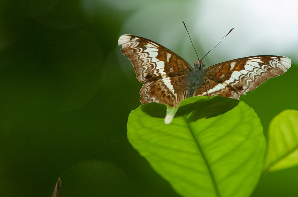 Schmetterling