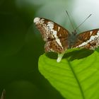 Schmetterling