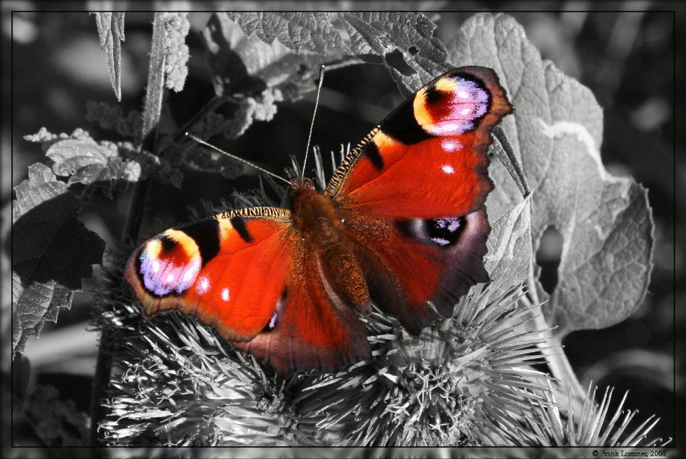 Schmetterling