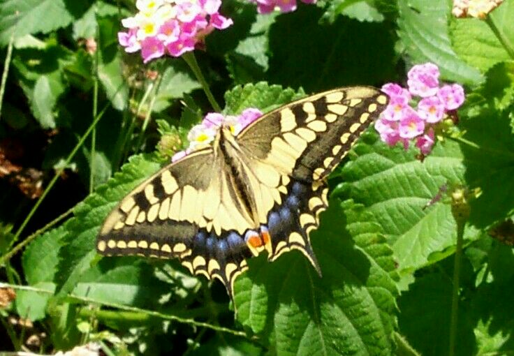 Schmetterling