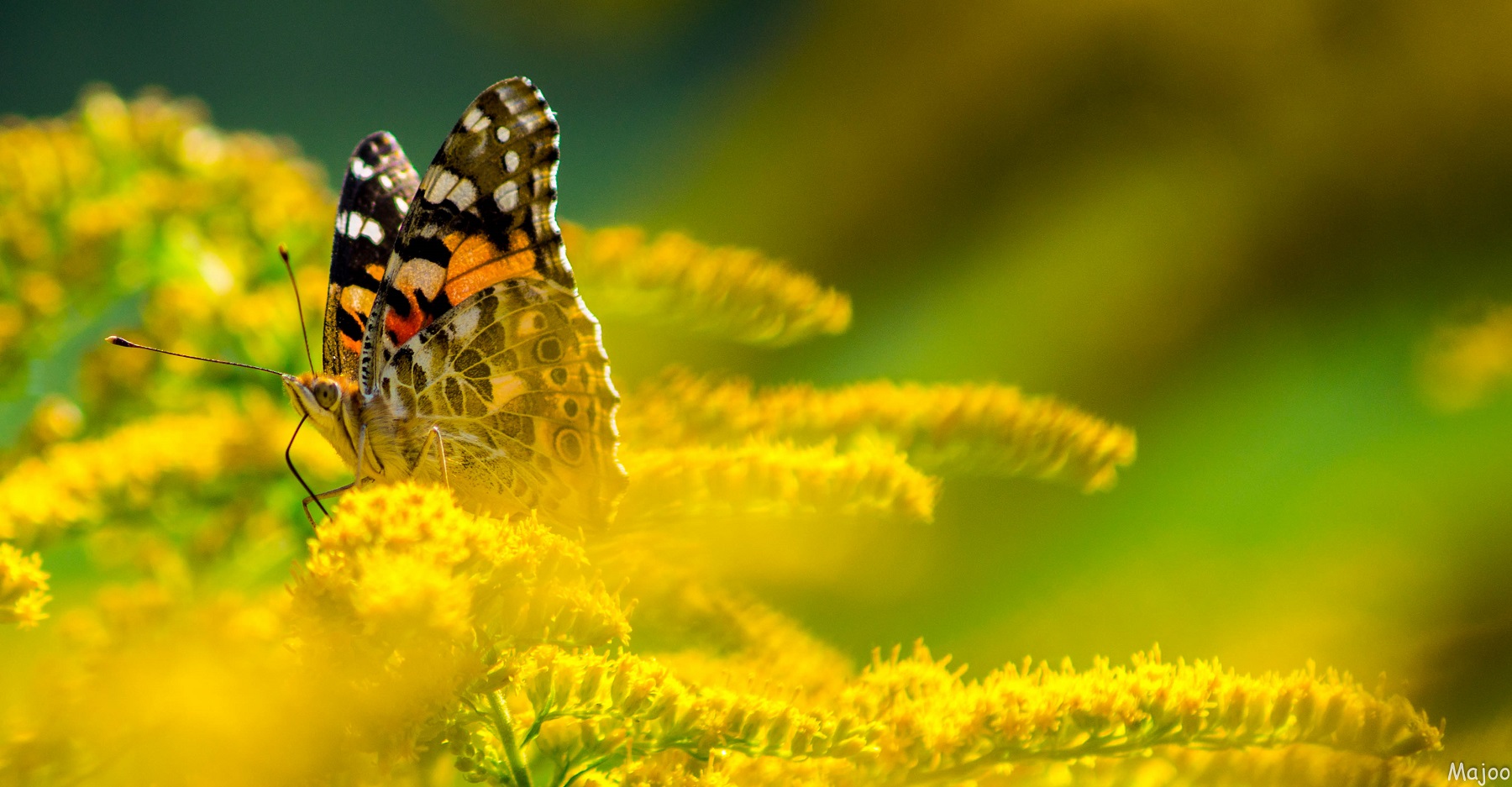 Schmetterling