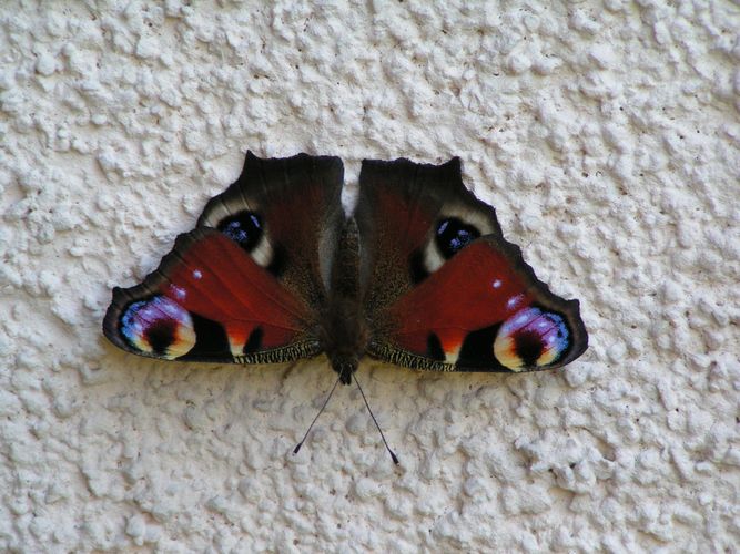 Schmetterling