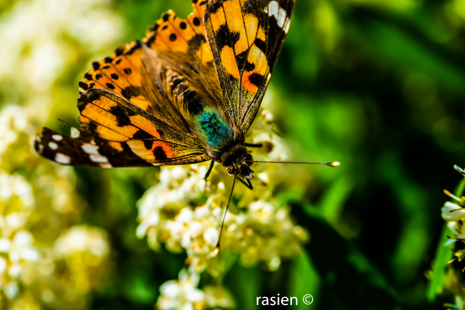 Schmetterling