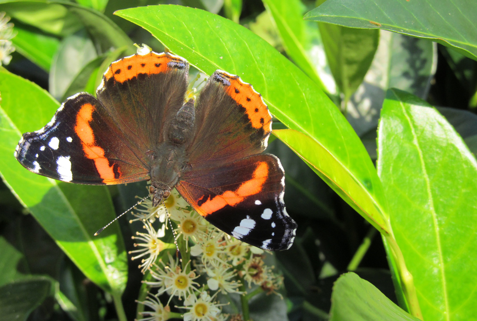 Schmetterling