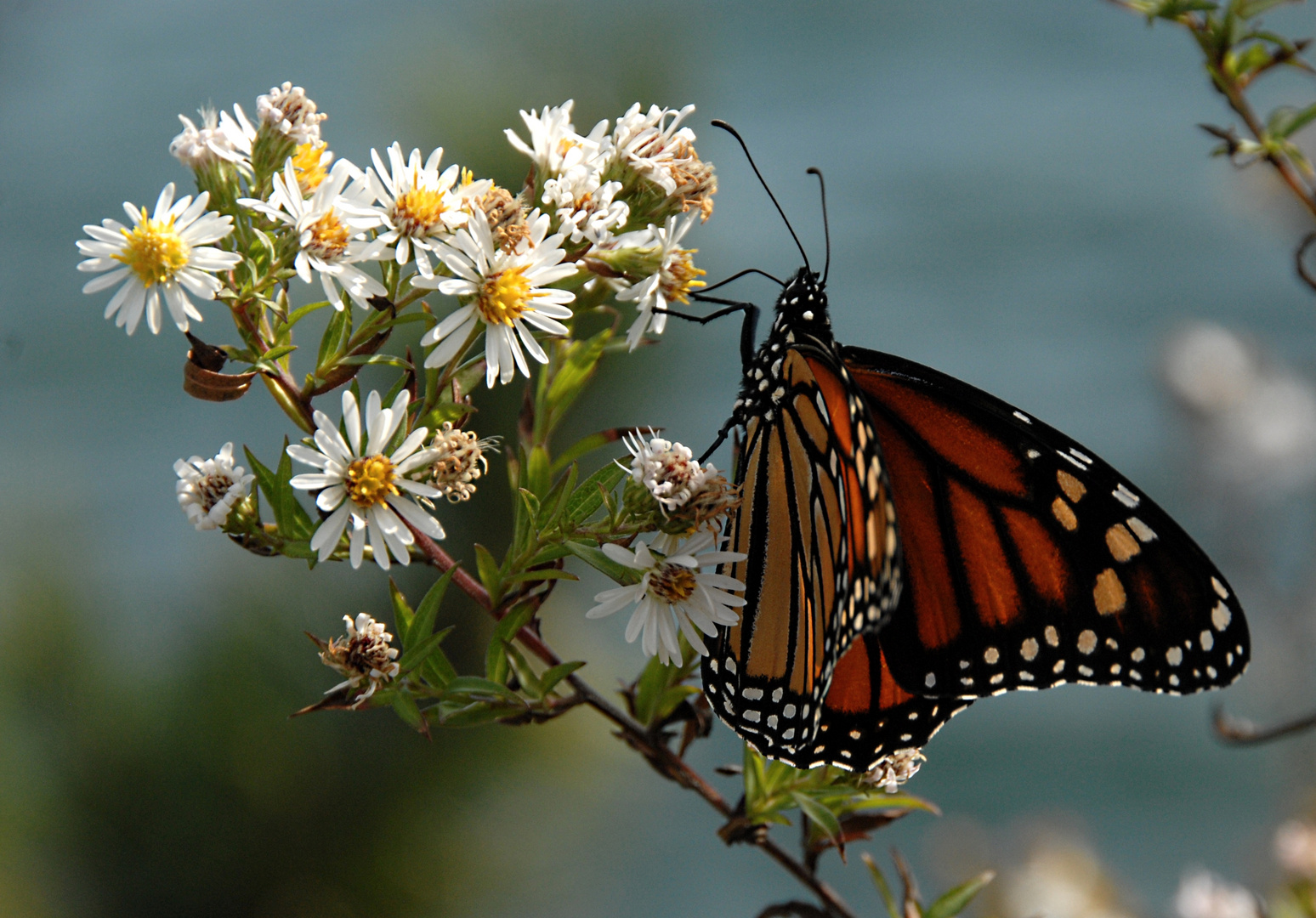 Schmetterling