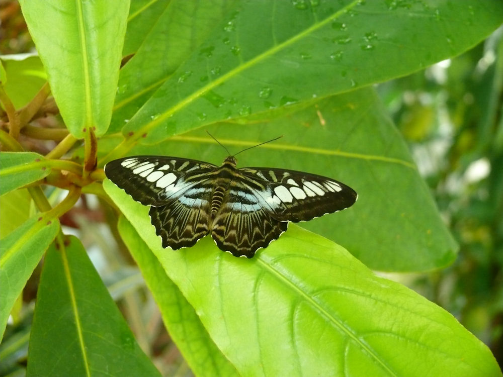 schmetterling