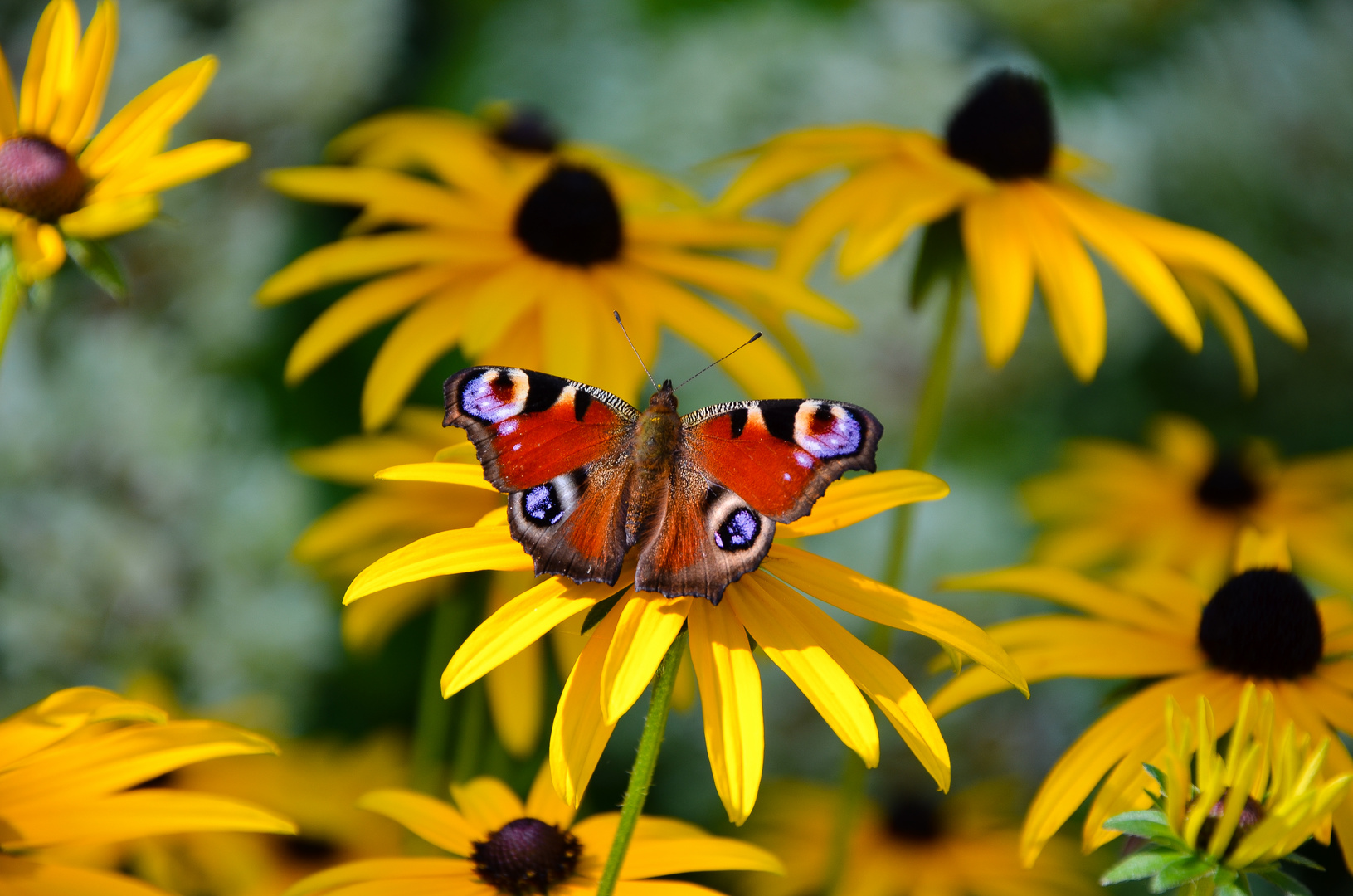 Schmetterling