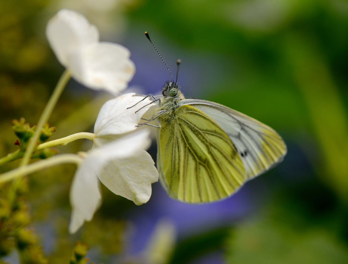 Schmetterling