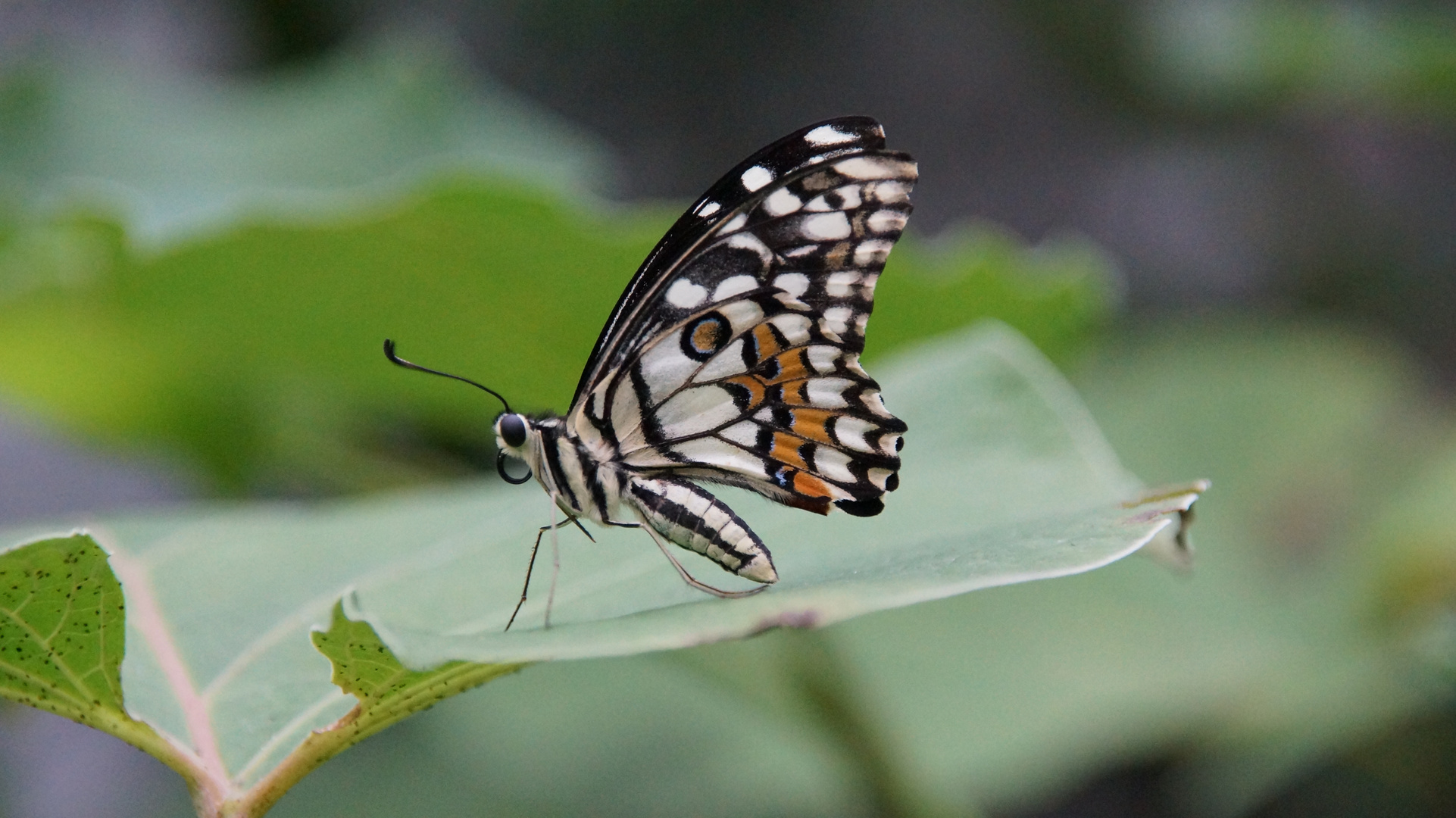 Schmetterling