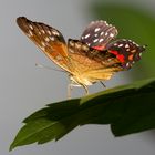 Schmetterling