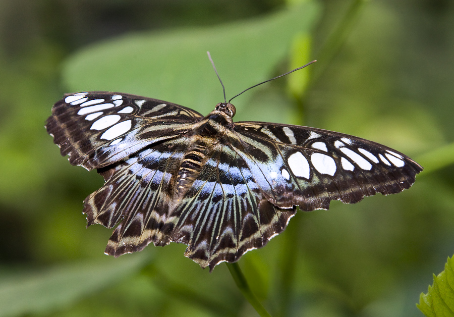 ... Schmetterling ...