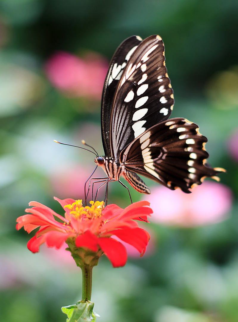 Schmetterling