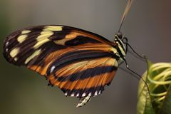 Schmetterling