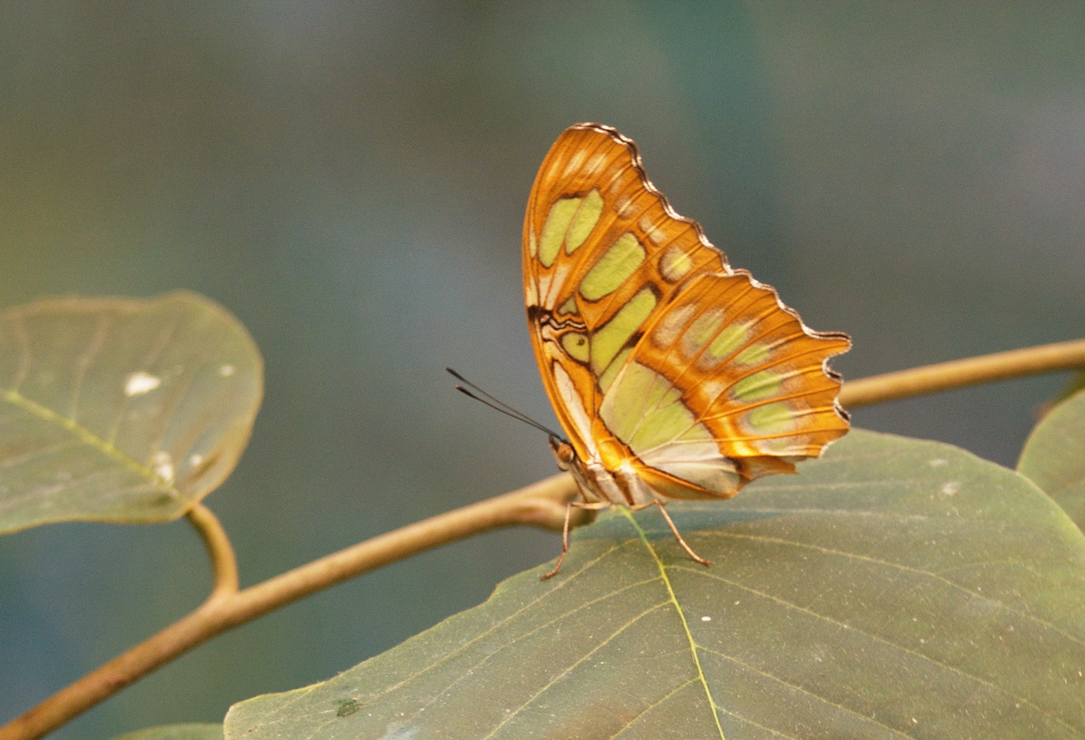 Schmetterling