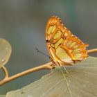 Schmetterling