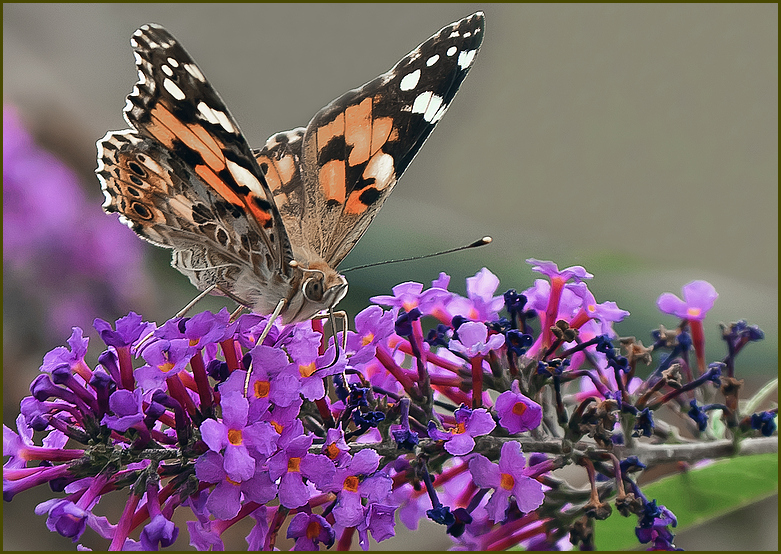 Schmetterling.