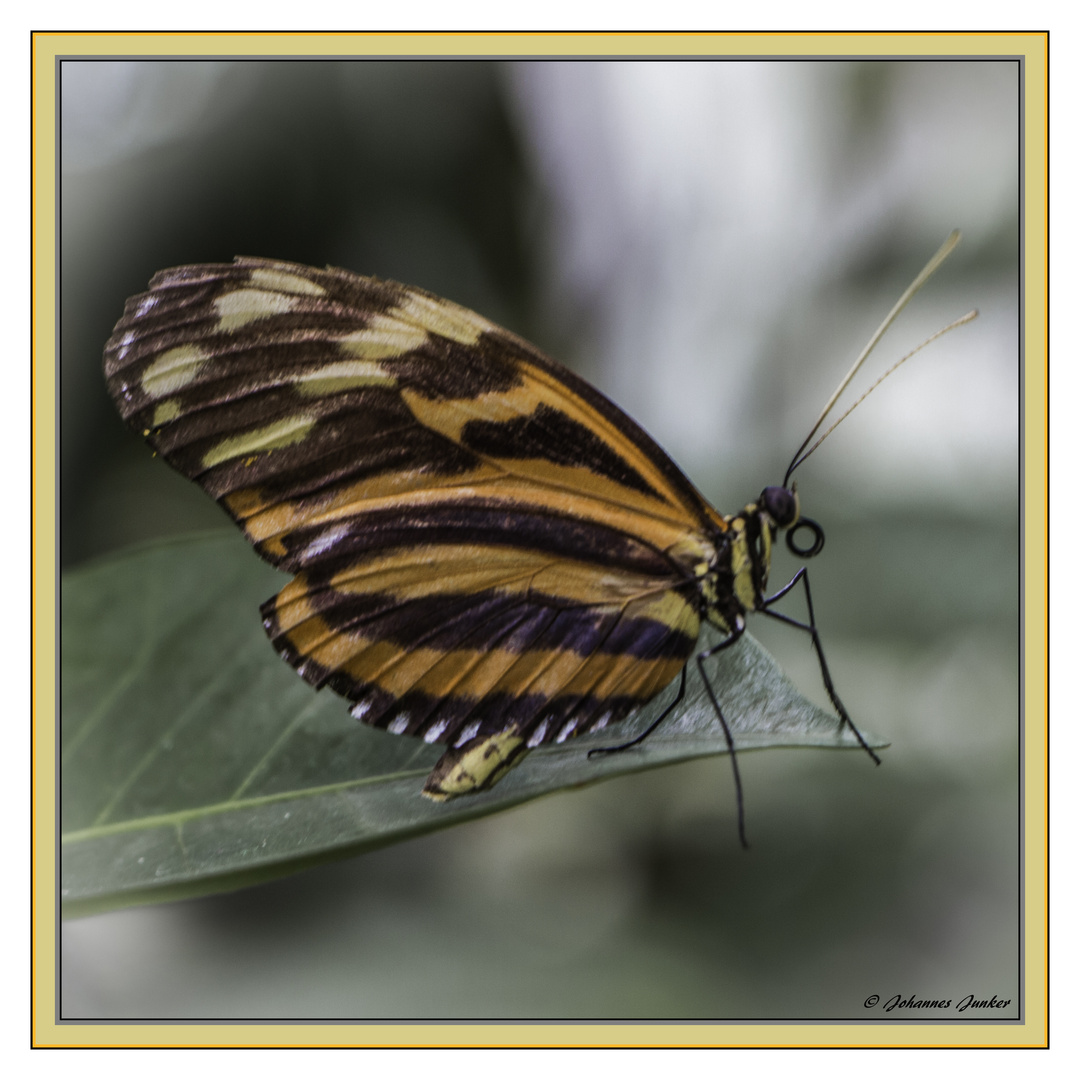 Schmetterling 