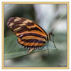 Schmetterling 