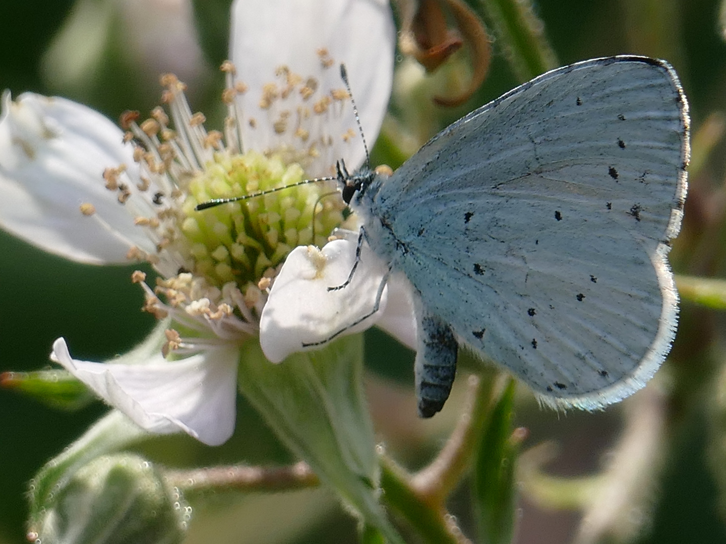 Schmetterling