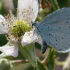 Schmetterling