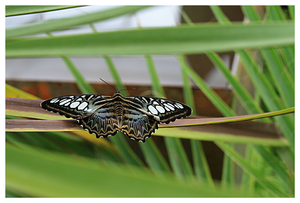 Schmetterling