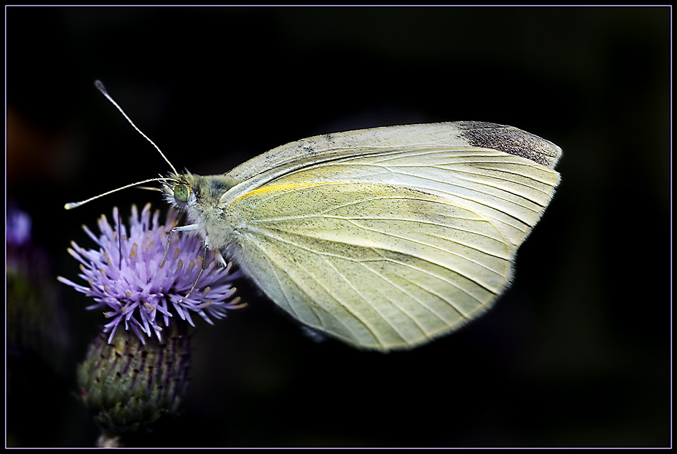 Schmetterling