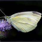 Schmetterling