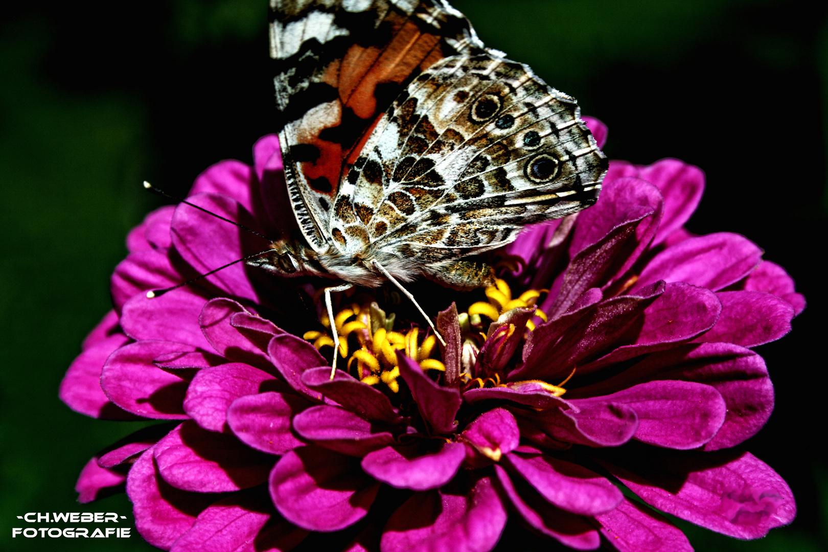 Schmetterling