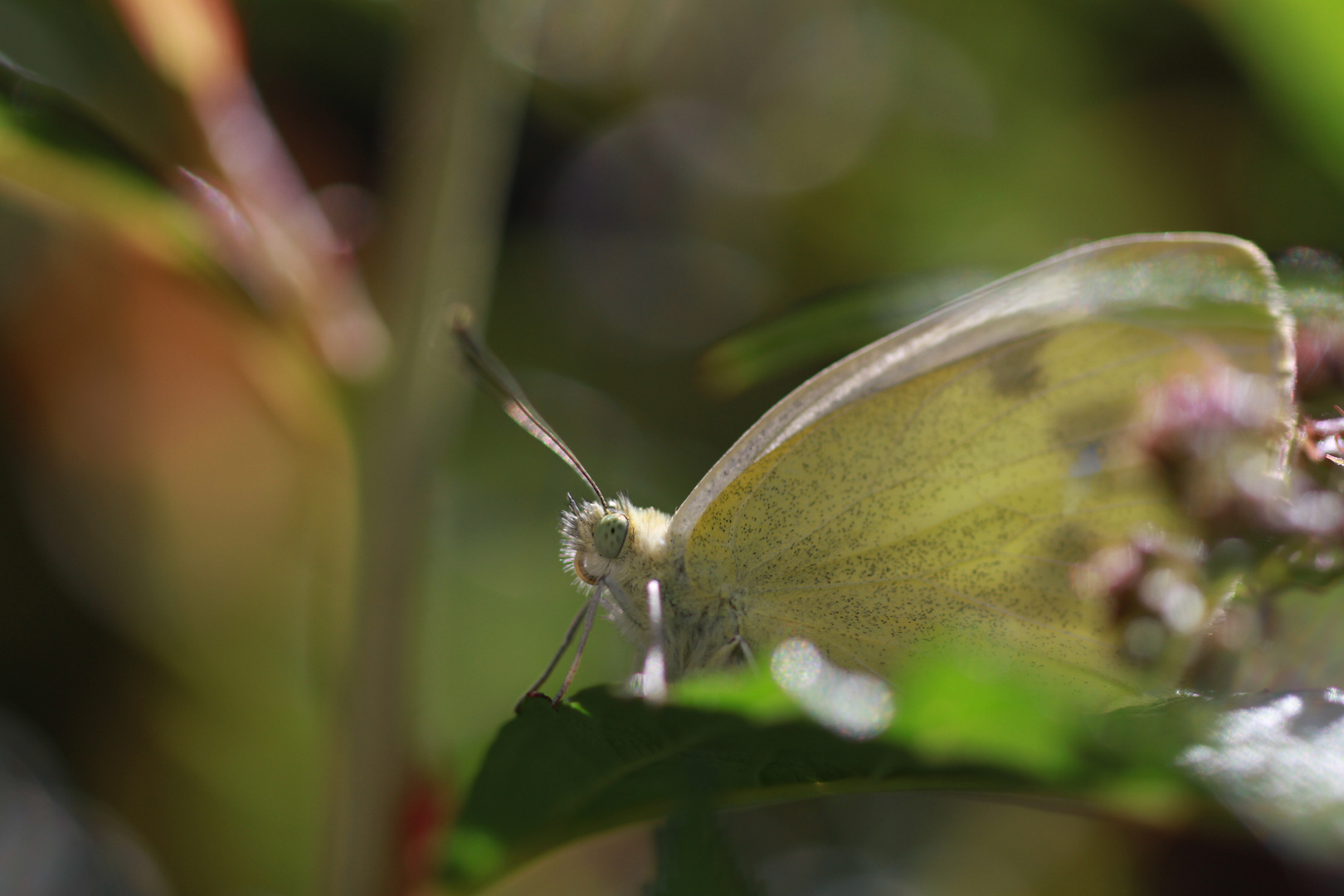 Schmetterling