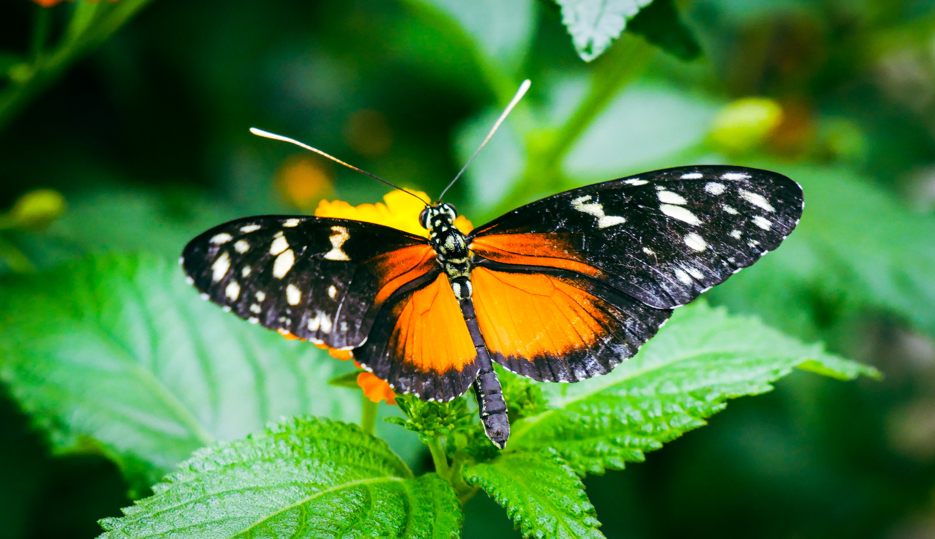 Schmetterling 