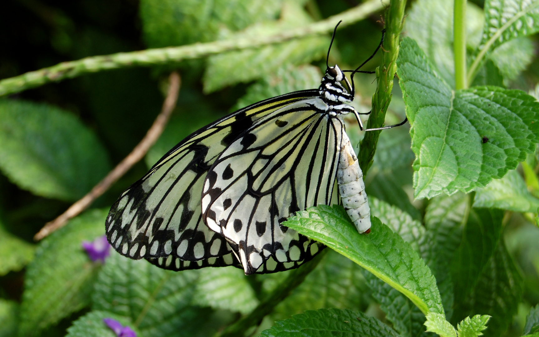 Schmetterling