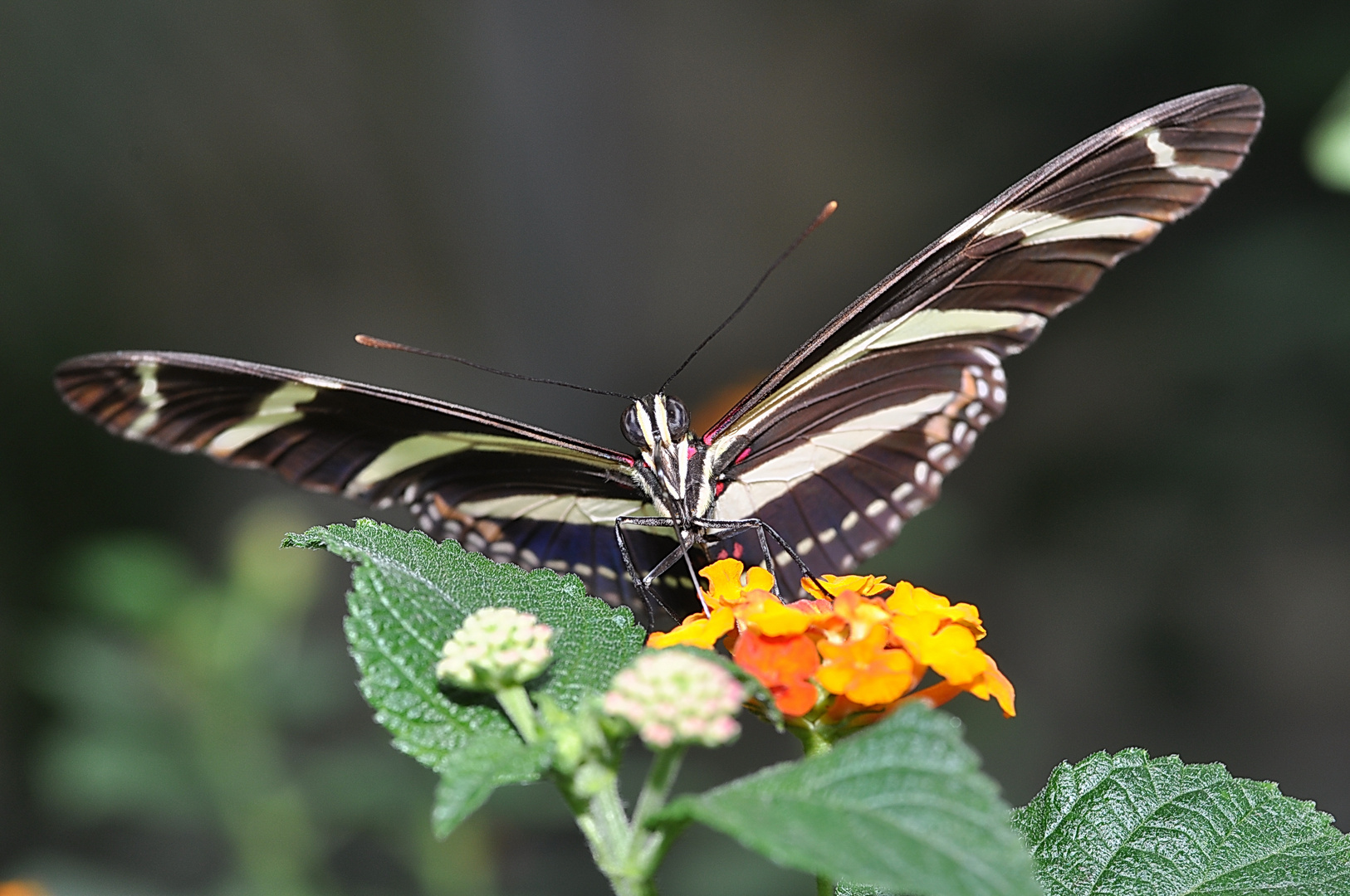 Schmetterling