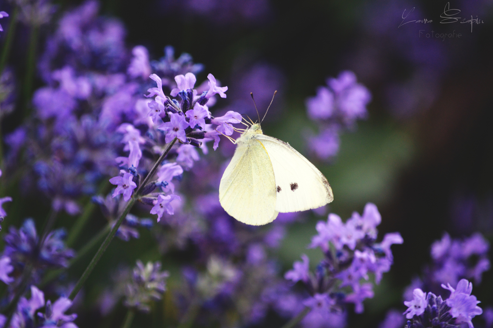 Schmetterling