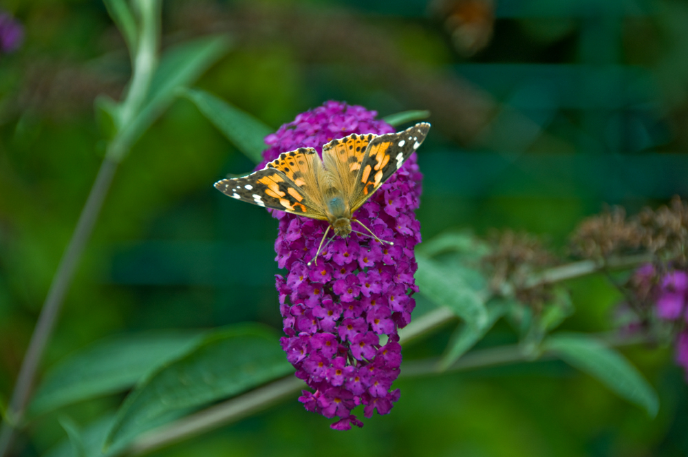 Schmetterling