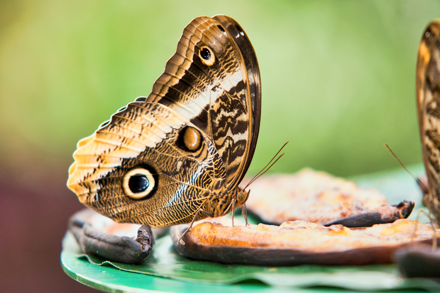 Schmetterling