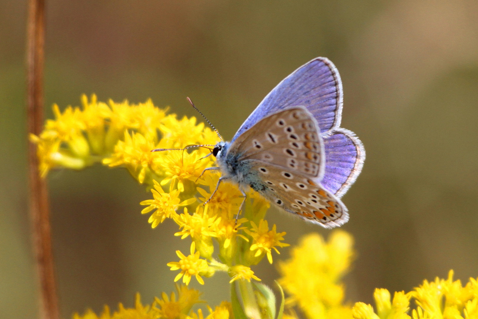 Schmetterling