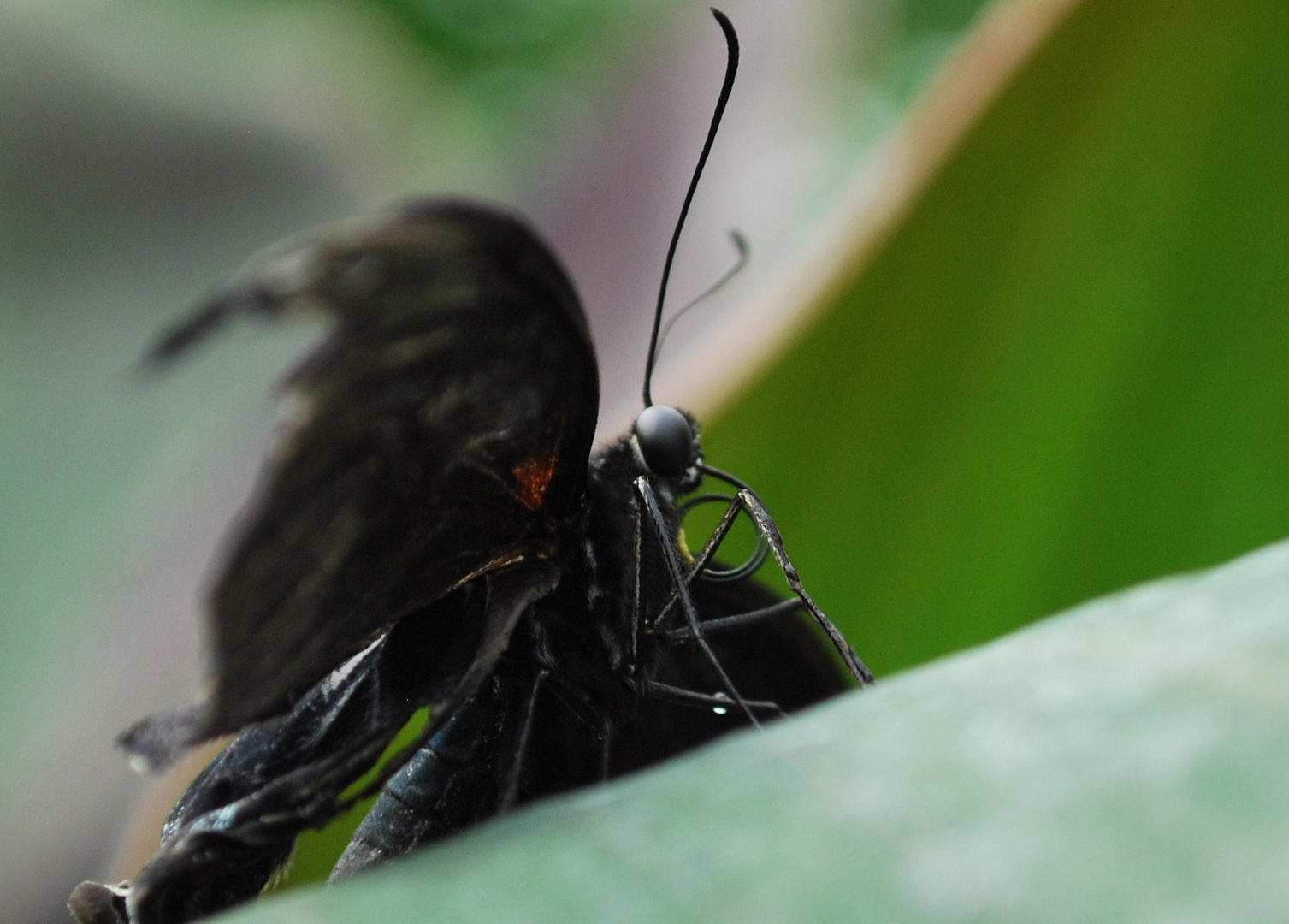 SChmetterling