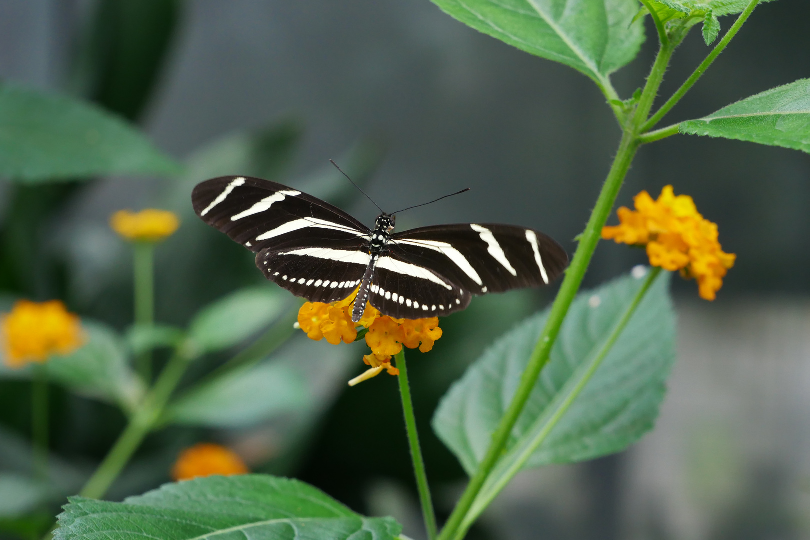 Schmetterling 