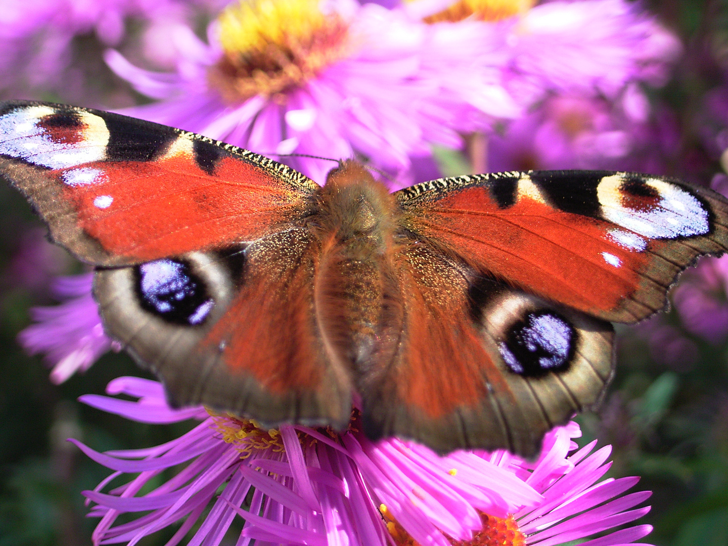 Schmetterling